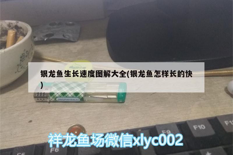 銀龍魚生長速度圖解大全(銀龍魚怎樣長的快) 銀龍魚