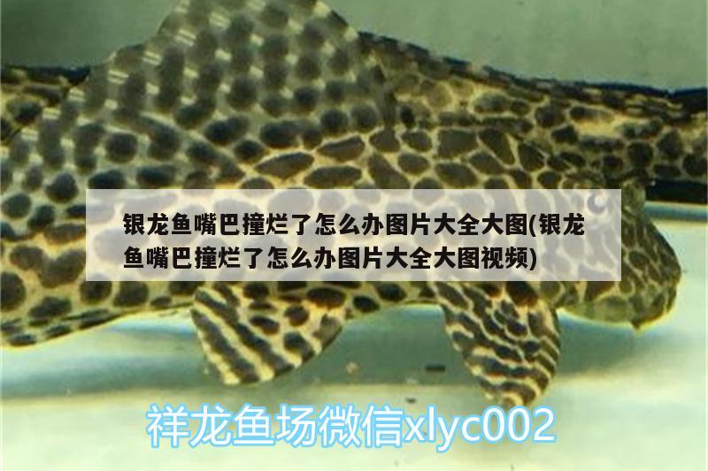 銀龍魚嘴巴撞爛了怎么辦圖片大全大圖(銀龍魚嘴巴撞爛了怎么辦圖片大全大圖視頻) 銀龍魚