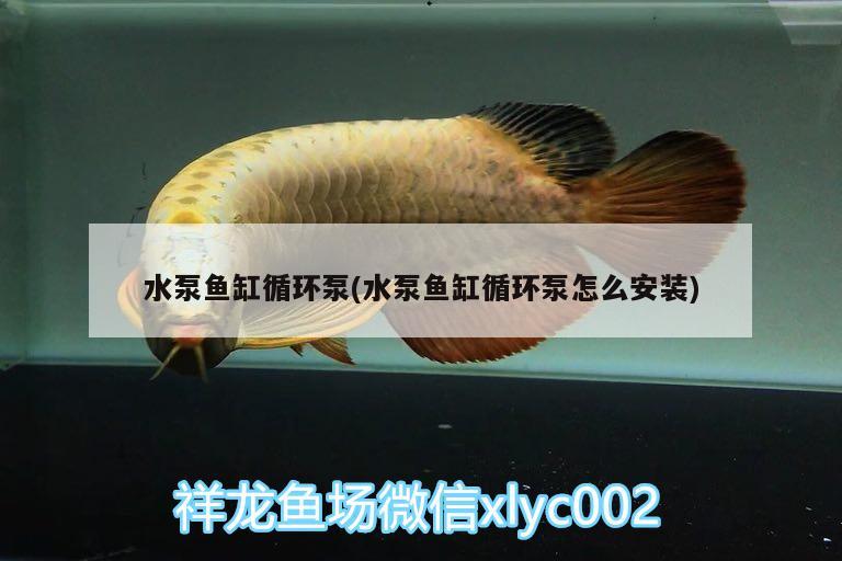 水泵魚缸循環(huán)泵(水泵魚缸循環(huán)泵怎么安裝) 紅老虎魚