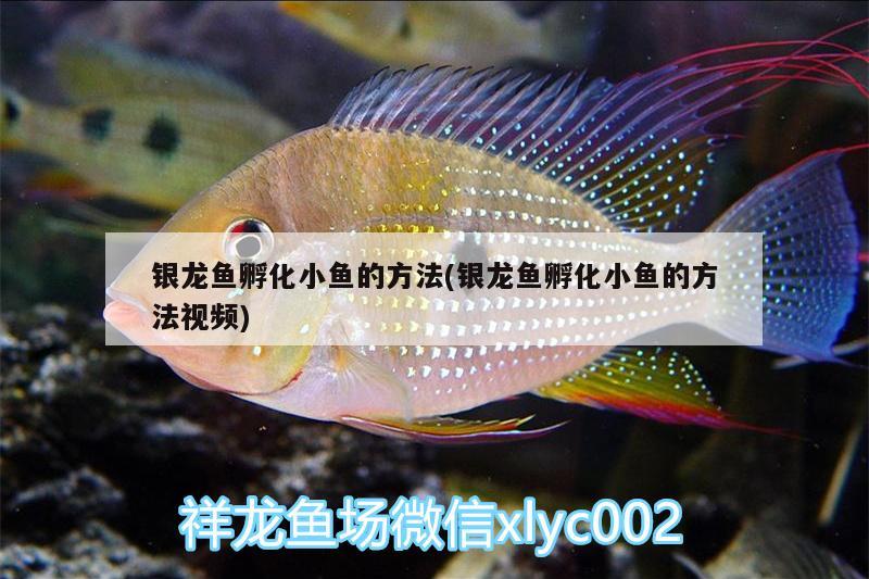 銀龍魚孵化小魚的方法(銀龍魚孵化小魚的方法視頻) 銀龍魚百科