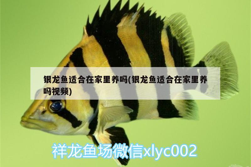 銀龍魚適合在家里養(yǎng)嗎(銀龍魚適合在家里養(yǎng)嗎視頻)