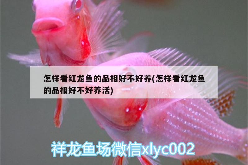 怎樣看紅龍魚的品相好不好養(yǎng)(怎樣看紅龍魚的品相好不好養(yǎng)活)