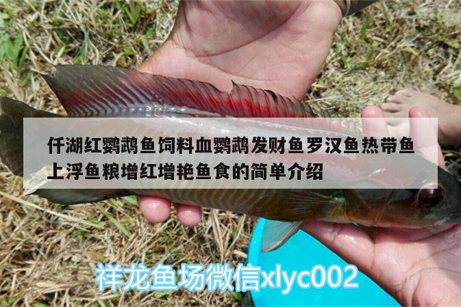 仟湖紅鸚鵡魚(yú)飼料血鸚鵡發(fā)財(cái)魚(yú)羅漢魚(yú)熱帶魚(yú)上浮魚(yú)糧增紅增艷魚(yú)食的簡(jiǎn)單介紹 鸚鵡魚(yú)