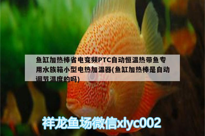 魚缸加熱棒省電變頻PTC自動(dòng)恒溫?zé)釒~專用水族箱小型電熱加溫器(魚缸加熱棒是自動(dòng)調(diào)節(jié)溫度的嗎) 魚缸/水族箱