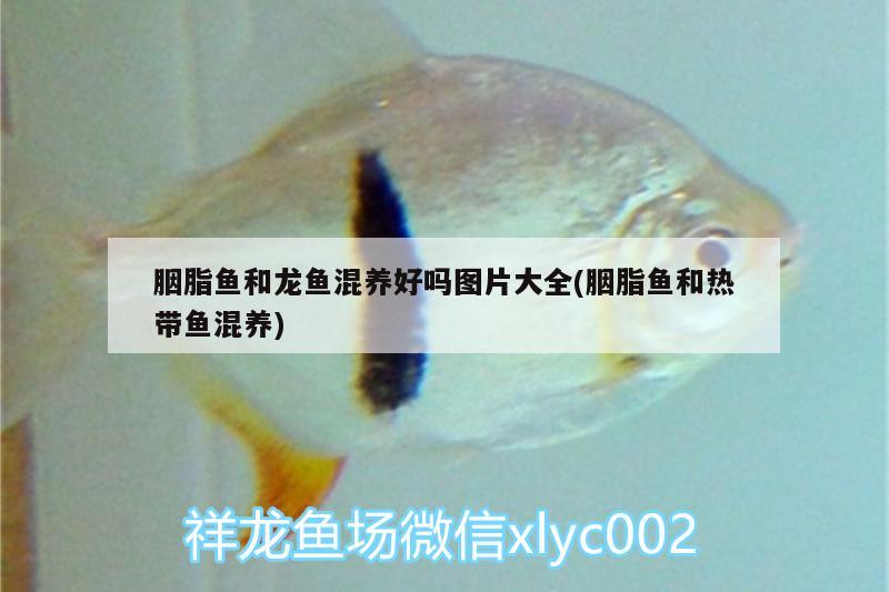 胭脂魚和龍魚混養(yǎng)好嗎圖片大全(胭脂魚和熱帶魚混養(yǎng)) 南美異形觀賞魚