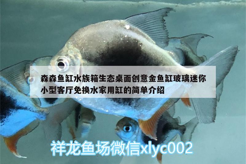 森森魚缸水族箱生態(tài)桌面創(chuàng)意金魚缸玻璃迷你小型客廳免換水家用缸的簡(jiǎn)單介紹 魚缸/水族箱