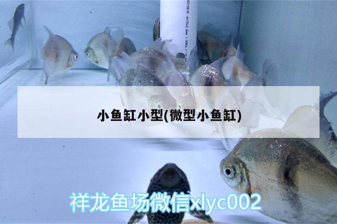 小魚(yú)缸小型(微型小魚(yú)缸) 廣州水族器材濾材批發(fā)市場(chǎng)