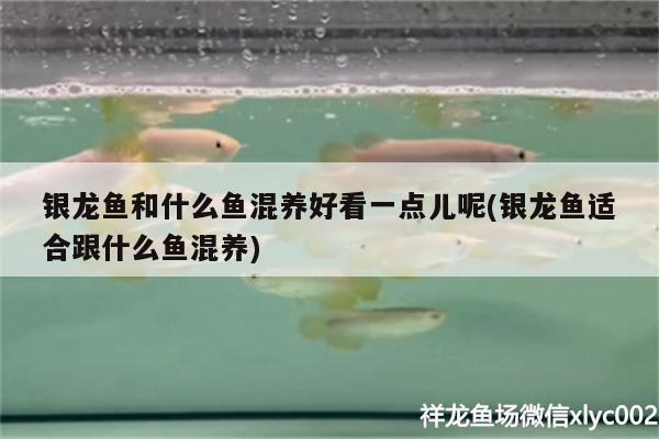 銀龍魚和什么魚混養(yǎng)好看一點(diǎn)兒呢(銀龍魚適合跟什么魚混養(yǎng))