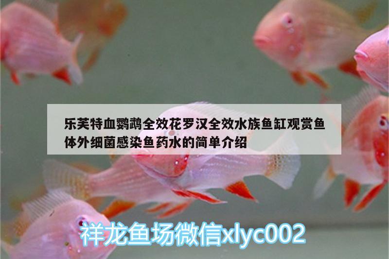 樂(lè)芙特血鸚鵡全效花羅漢全效水族魚(yú)缸觀賞魚(yú)體外細(xì)菌感染魚(yú)藥水的簡(jiǎn)單介紹 鸚鵡魚(yú)