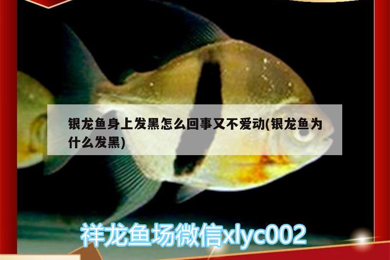 銀龍魚身上發(fā)黑怎么回事又不愛動(銀龍魚為什么發(fā)黑)