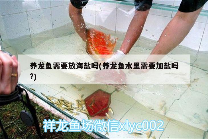 養(yǎng)龍魚需要放海鹽嗎(養(yǎng)龍魚水里需要加鹽嗎?) 夢幻雷龍魚