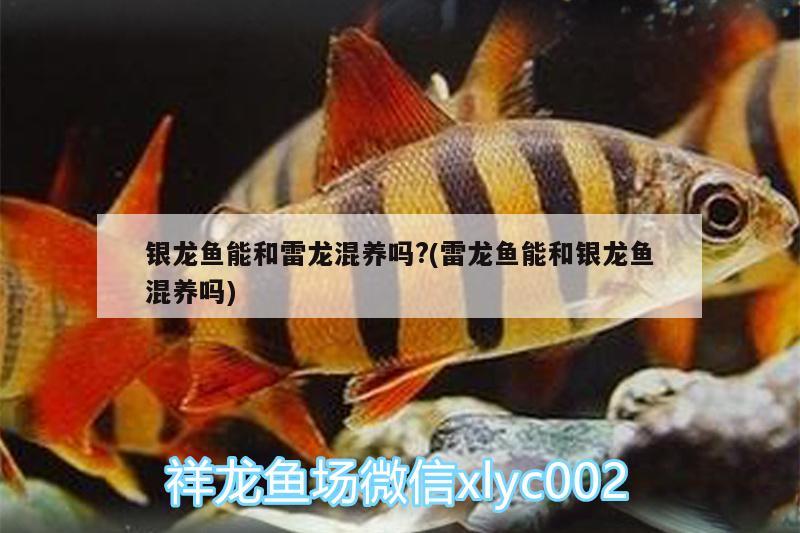 銀龍魚能和雷龍混養(yǎng)嗎?(雷龍魚能和銀龍魚混養(yǎng)嗎) 銀龍魚百科