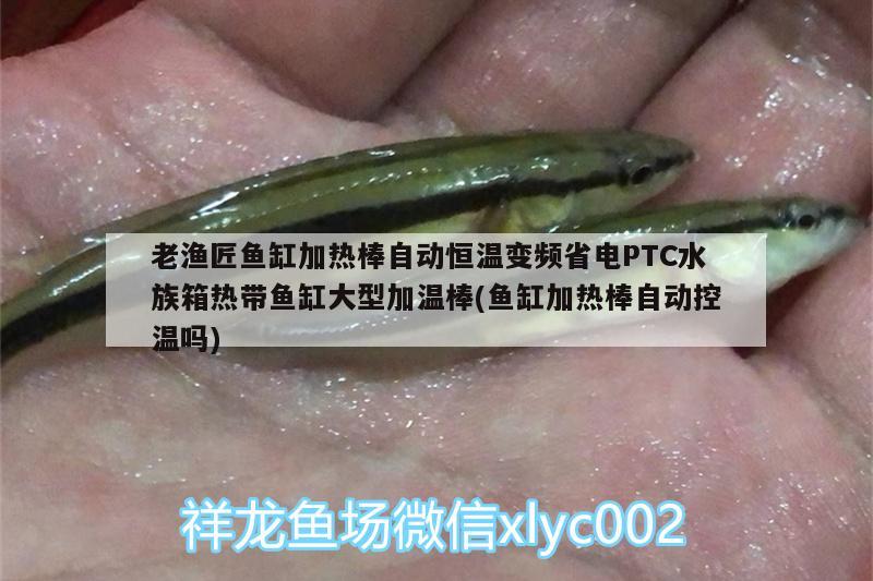 老漁匠魚缸加熱棒自動恒溫變頻省電PTC水族箱熱帶魚缸大型加溫棒(魚缸加熱棒自動控溫嗎)