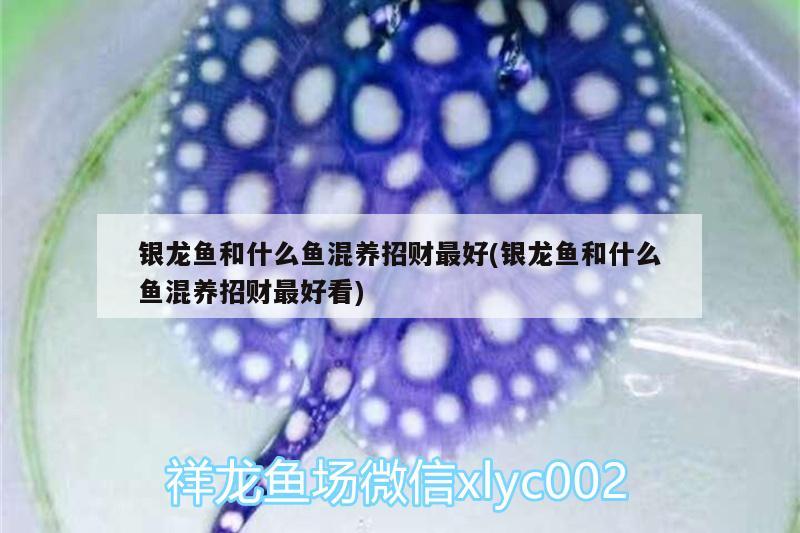 銀龍魚和什么魚混養(yǎng)招財最好(銀龍魚和什么魚混養(yǎng)招財最好看) 銀龍魚