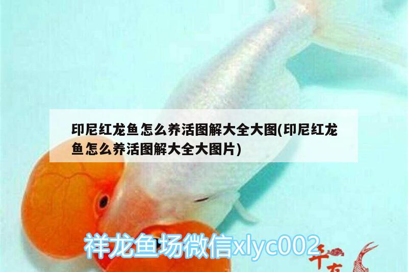 印尼紅龍魚怎么養(yǎng)活圖解大全大圖(印尼紅龍魚怎么養(yǎng)活圖解大全大圖片)