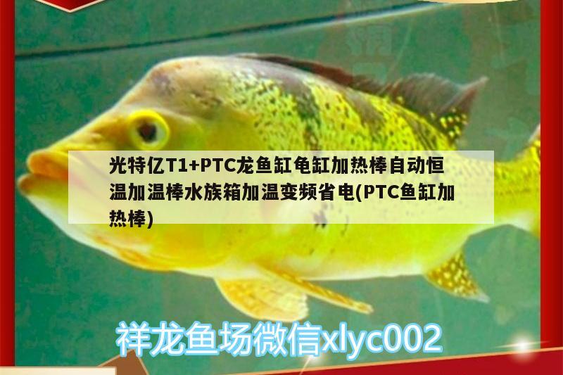 光特億T1+PTC龍魚缸龜缸加熱棒自動恒溫加溫棒水族箱加溫變頻省電(PTC魚缸加熱棒) 烏龜