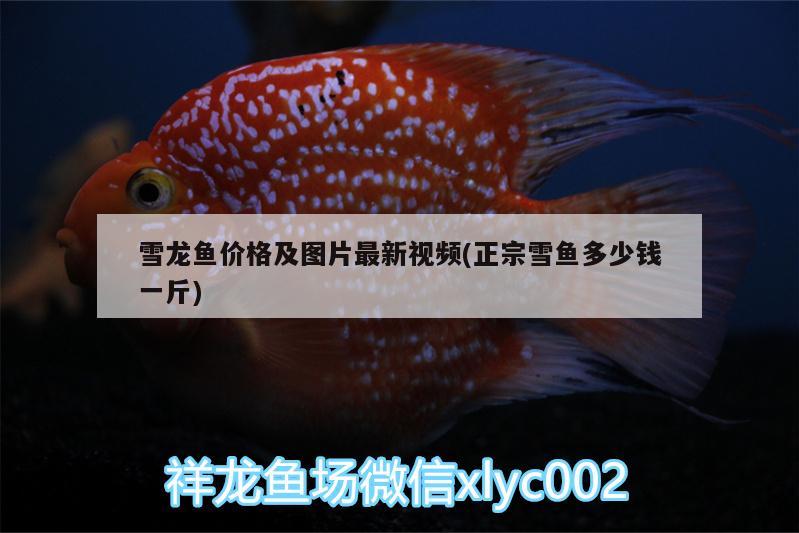 雪龍魚價(jià)格及圖片最新視頻(正宗雪魚多少錢一斤) 金頭過背金龍魚