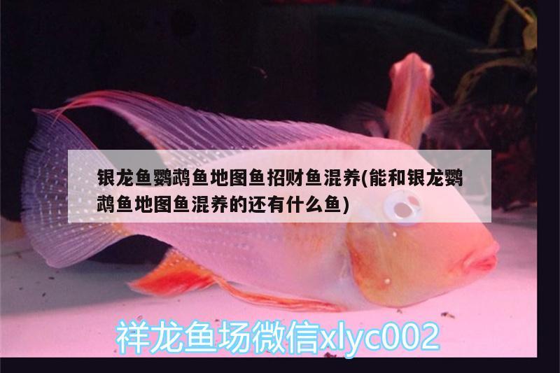 銀龍魚鸚鵡魚地圖魚招財魚混養(yǎng)(能和銀龍鸚鵡魚地圖魚混養(yǎng)的還有什么魚) 鸚鵡魚