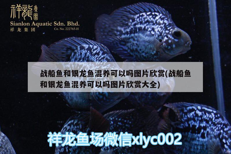 戰(zhàn)船魚和銀龍魚混養(yǎng)可以嗎圖片欣賞(戰(zhàn)船魚和銀龍魚混養(yǎng)可以嗎圖片欣賞大全)