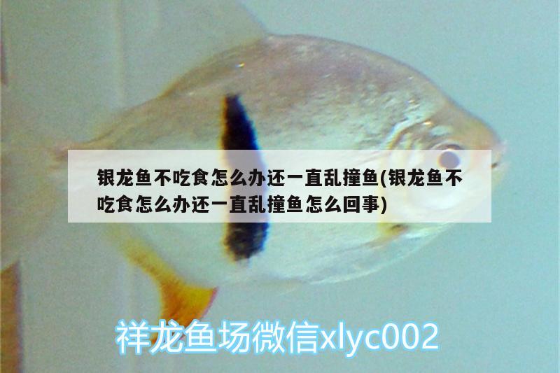 銀龍魚不吃食怎么辦還一直亂撞魚(銀龍魚不吃食怎么辦還一直亂撞魚怎么回事) 銀龍魚