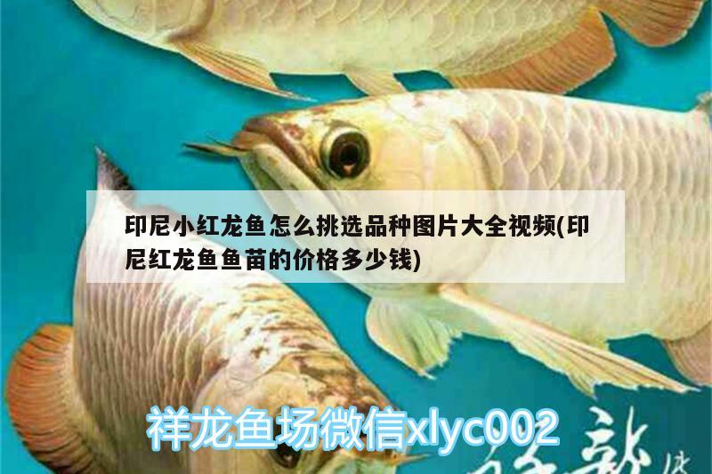 印尼小紅龍魚怎么挑選品種圖片大全視頻(印尼紅龍魚魚苗的價(jià)格多少錢)