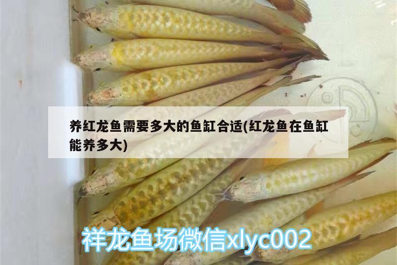 養(yǎng)紅龍魚需要多大的魚缸合適(紅龍魚在魚缸能養(yǎng)多大)