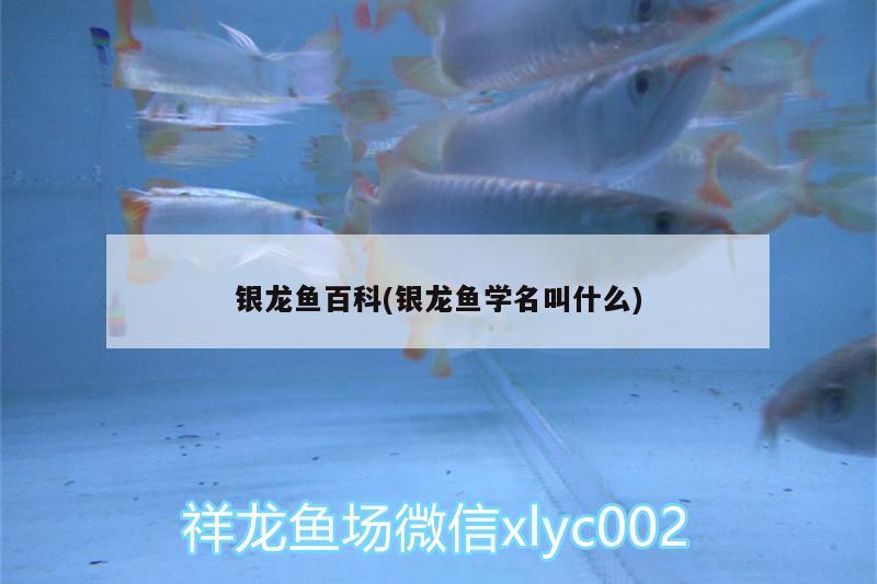 銀龍魚百科(銀龍魚學(xué)名叫什么) 銀龍魚