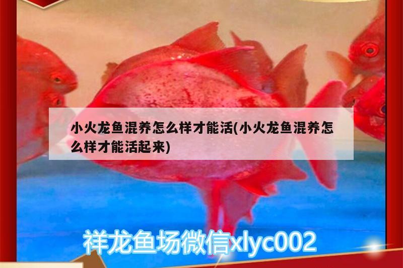 小火龍魚(yú)混養(yǎng)怎么樣才能活(小火龍魚(yú)混養(yǎng)怎么樣才能活起來(lái)) 胭脂孔雀龍魚(yú)