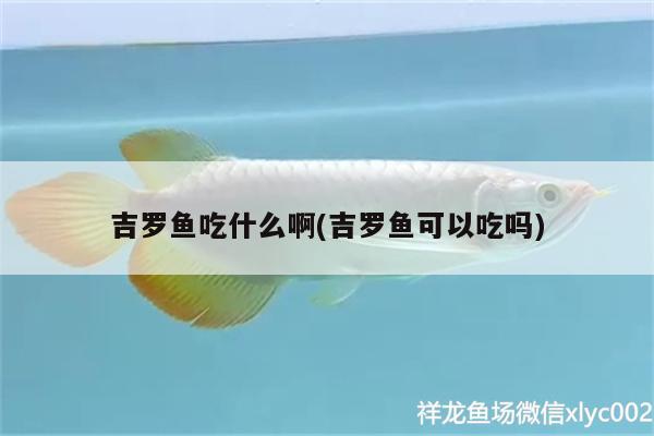 吉羅魚吃什么啊(吉羅魚可以吃嗎) 觀賞魚百科