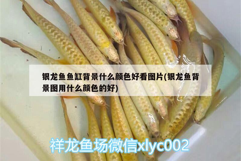 銀龍魚(yú)魚(yú)缸背景什么顏色好看圖片(銀龍魚(yú)背景圖用什么顏色的好)