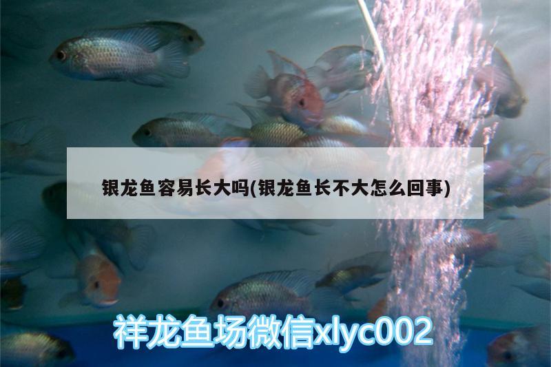 銀龍魚容易長大嗎(銀龍魚長不大怎么回事) 銀龍魚