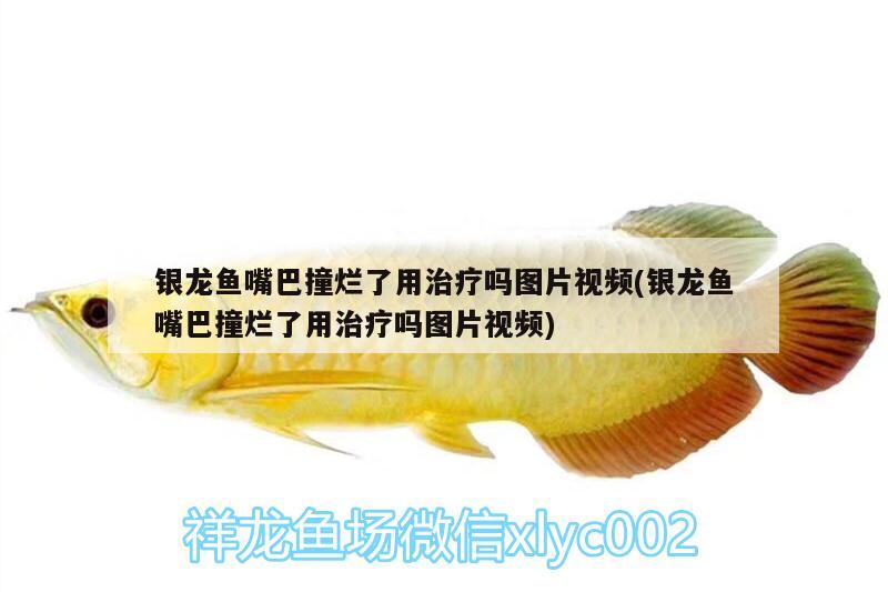 銀龍魚(yú)嘴巴撞爛了用治療嗎圖片視頻(銀龍魚(yú)嘴巴撞爛了用治療嗎圖片視頻) 銀龍魚(yú)百科