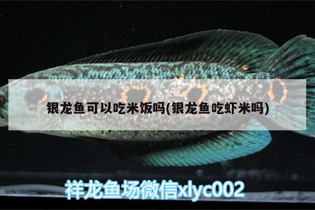 銀龍魚可以吃米飯嗎(銀龍魚吃蝦米嗎) 銀龍魚