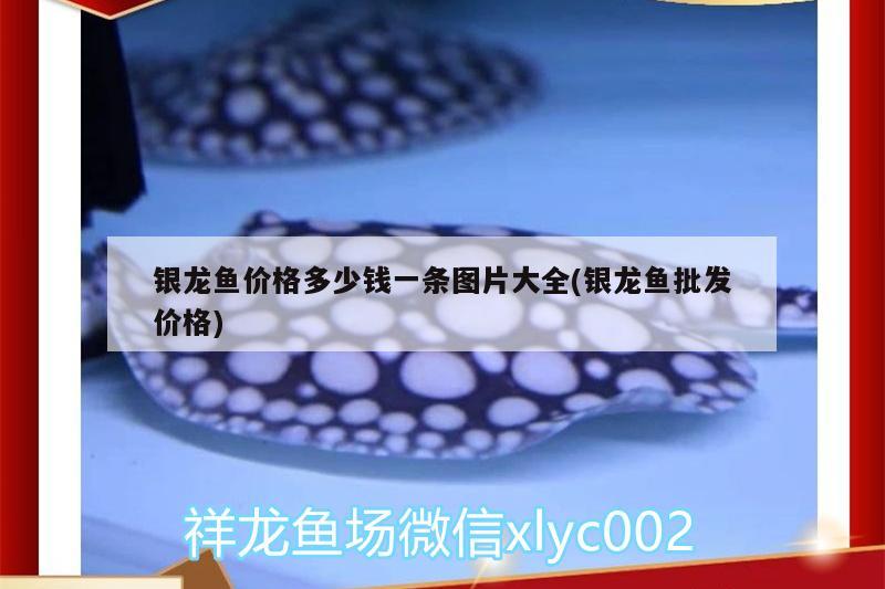 銀龍魚價格多少錢一條圖片大全(銀龍魚批發(fā)價格) 龍魚批發(fā)