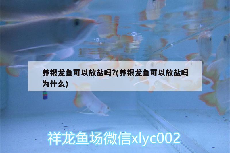 養(yǎng)銀龍魚可以放鹽嗎?(養(yǎng)銀龍魚可以放鹽嗎為什么)