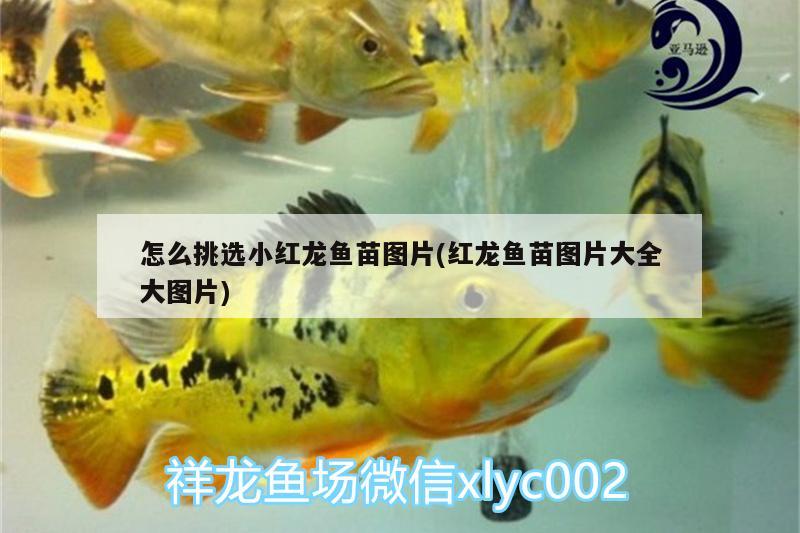 怎么挑選小紅龍魚苗圖片(紅龍魚苗圖片大全大圖片) 眼斑魚 第2張