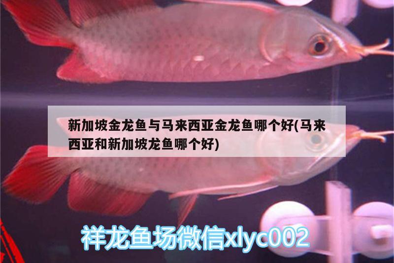 新加坡金龍魚與馬來西亞金龍魚哪個(gè)好(馬來西亞和新加坡龍魚哪個(gè)好) 肺魚