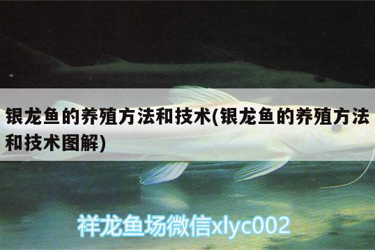 銀龍魚(yú)的養(yǎng)殖方法和技術(shù)(銀龍魚(yú)的養(yǎng)殖方法和技術(shù)圖解)