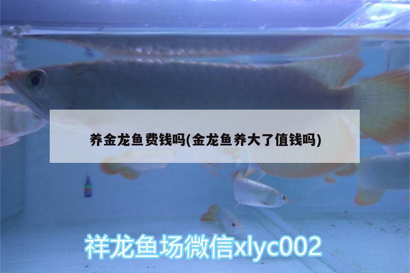 養(yǎng)金龍魚費(fèi)錢嗎(金龍魚養(yǎng)大了值錢嗎) 泰龐海蓮魚