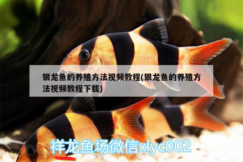 銀龍魚(yú)的養(yǎng)殖方法視頻教程(銀龍魚(yú)的養(yǎng)殖方法視頻教程下載)