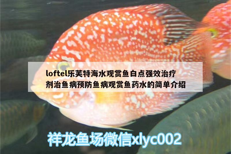 loftel樂芙特海水觀賞魚白點強效治療劑治魚病預防魚病觀賞魚藥水的簡單介紹 廣州水族器材濾材批發(fā)市場