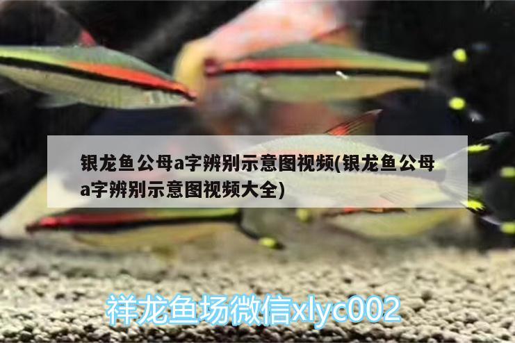 銀龍魚(yú)公母a字辨別示意圖視頻(銀龍魚(yú)公母a字辨別示意圖視頻大全) 銀龍魚(yú)百科