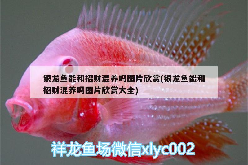 銀龍魚能和招財(cái)混養(yǎng)嗎圖片欣賞(銀龍魚能和招財(cái)混養(yǎng)嗎圖片欣賞大全) 銀龍魚百科