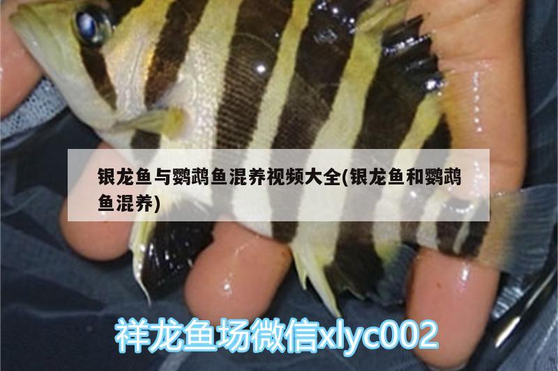 銀龍魚與鸚鵡魚混養(yǎng)視頻大全(銀龍魚和鸚鵡魚混養(yǎng))