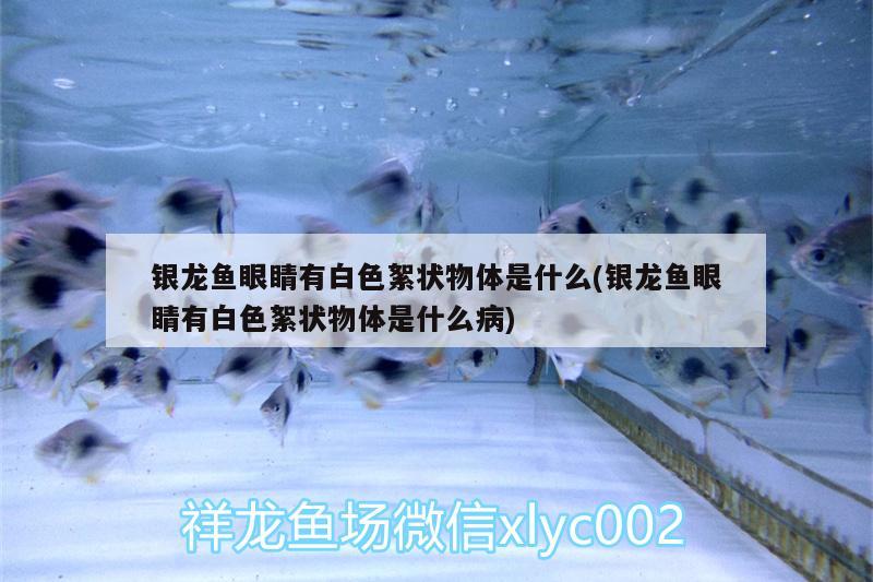 銀龍魚眼睛有白色絮狀物體是什么(銀龍魚眼睛有白色絮狀物體是什么病) 銀龍魚百科