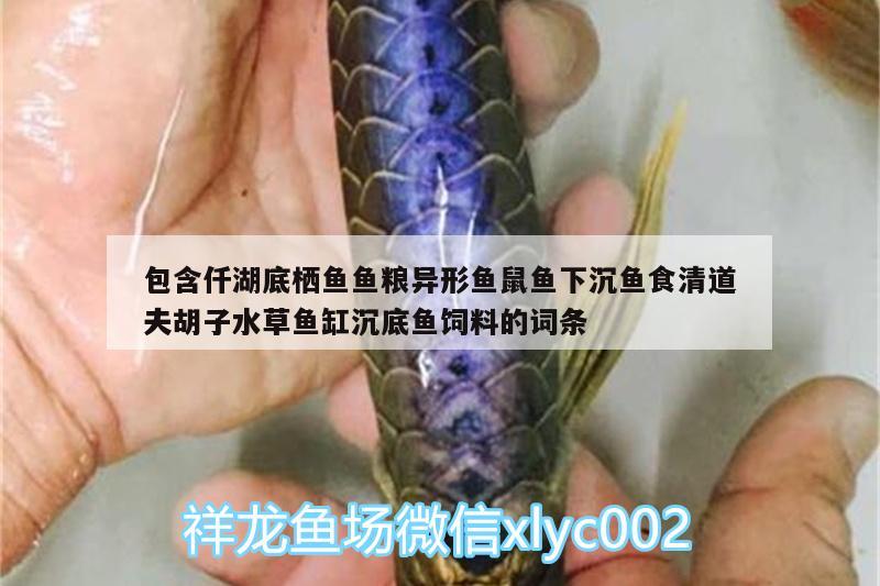 包含仟湖底棲魚魚糧異形魚鼠魚下沉魚食清道夫胡子水草魚缸沉底魚飼料的詞條