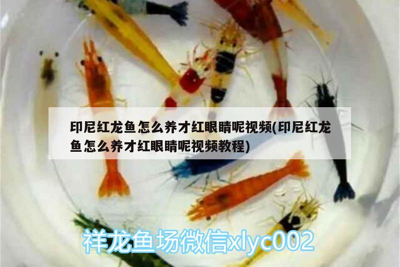 印尼紅龍魚怎么養(yǎng)才紅眼睛呢視頻(印尼紅龍魚怎么養(yǎng)才紅眼睛呢視頻教程)