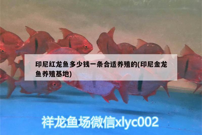 印尼紅龍魚多少錢一條合適養(yǎng)殖的(印尼金龍魚養(yǎng)殖基地) 印尼紅龍魚