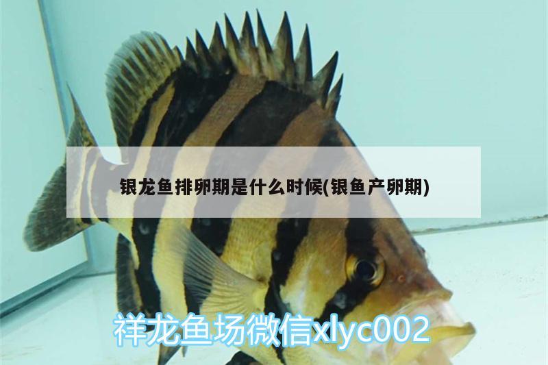 銀龍魚排卵期是什么時(shí)候(銀魚產(chǎn)卵期) 銀龍魚