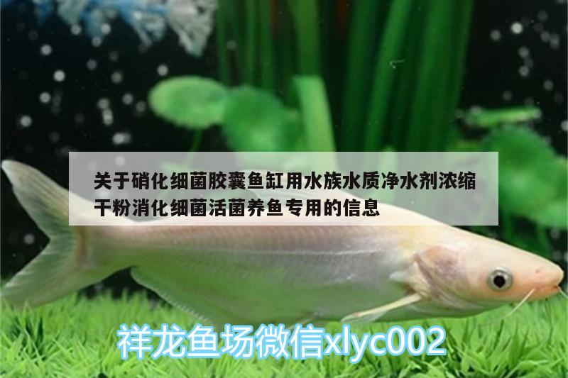 關于硝化細菌膠囊魚缸用水族水質凈水劑濃縮干粉消化細菌活菌養(yǎng)魚專用的信息 硝化細菌